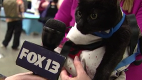 Breaking Mews:  FOX 13 cat correspondent takes on Sea-Meow Cat Convention