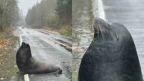 Sea lion spotted lounging on flooded roadway near Cosmopolis, WA