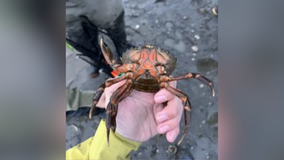 Invasive European green crabs discovered in WA's Skagit Bay