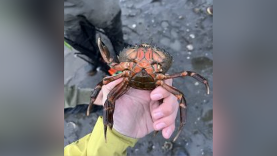 Invasive European green crabs discovered in WA's Skagit Bay