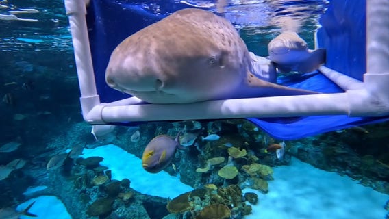 Seattle Aquarium sharks are more than cute, they're conservation heroes