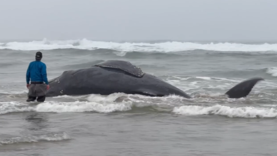 Beached humpback whale euthanized in Oregon after fishing line entanglement