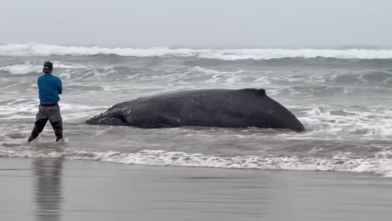 After Oregon whale tragedy, advocates fear marine life protections may unravel