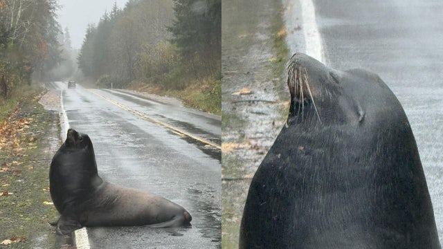 Sea lion spotted lounging on flooded roadway near Cosmopolis, WA