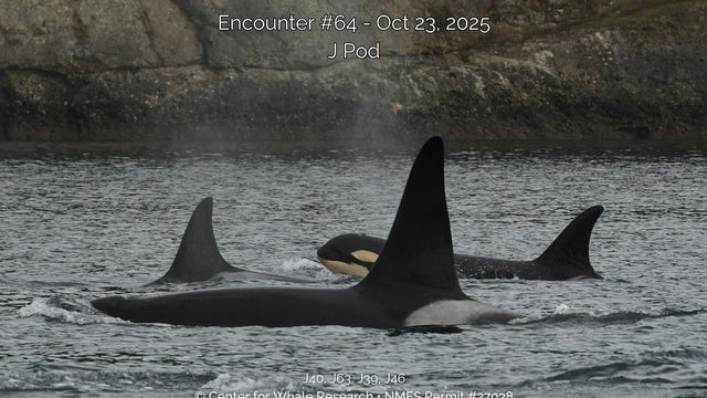 Researchers in WA say newborn Southern Resident orca likely dead