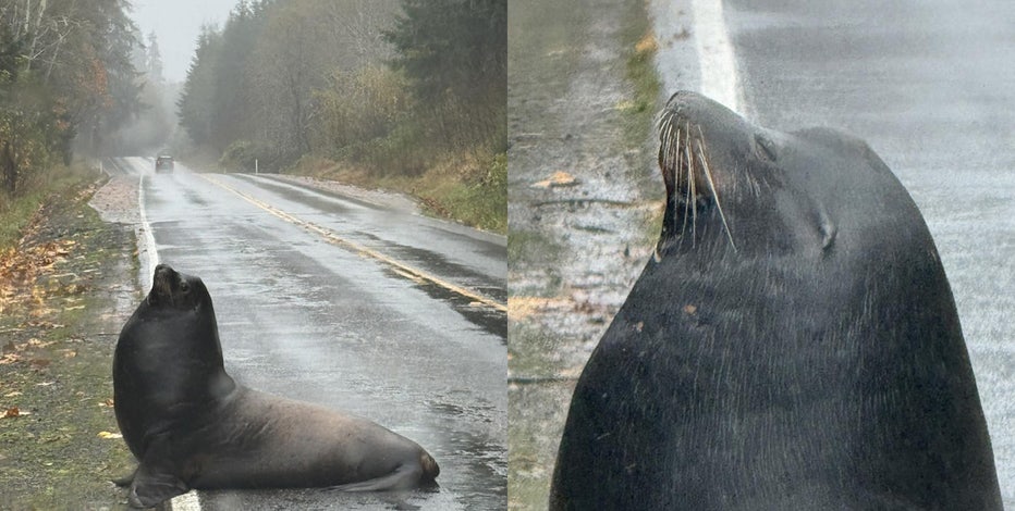 Sea lion spotted lounging on flooded roadway in Cosmopolis | FOX