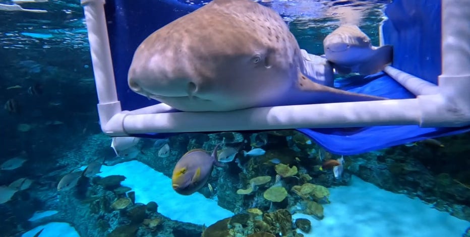 reshark-6.jpg?ve=1&tl=1