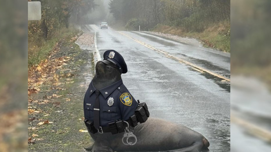 Police in Grays Harbor County are warning drivers traveling near the Chehalis River to watch out for water on the roadway – and a sea lion. The Cosmopolis Police Department, based just southeast of Aberdeen, shared the traffic warning Thursday afternoon, urging caution on Blue Slough Road and posting a few photos of the Steller sea lion. "This wasn't on my bingo card for 2025, how about you?" the police department wrote. Washington Emergency Management Division reshared the police department's photos, asking, "What would you do if you saw a sea lion hanging out in the road? For background, Blue Slough Road near Cosmopolis is pretty close to the Chehalis River but this guy is definitely out of place." There have not been any reports of the sea creature being moved back to where it's supposed to be, but we do know that the Washington Department of Fish and Wildlife was notified by police. Details about how the seal made it on the road are limited. People in the comment section of the social media post are theorizing that the sea lion was likely chasing salmon – which isn't too far-fetched, since salmon have recently been captured on video swimming across a flooded roadway near the Skokomish River this week.
