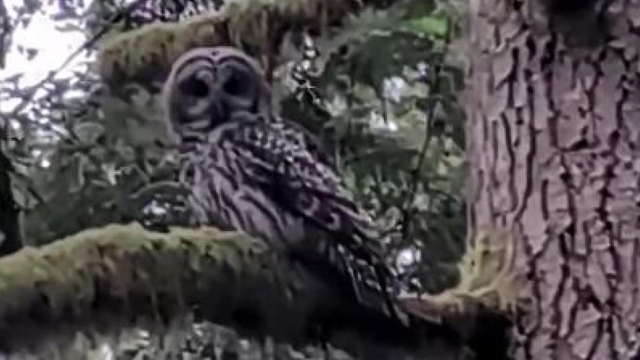 Woodinville owl hat thief