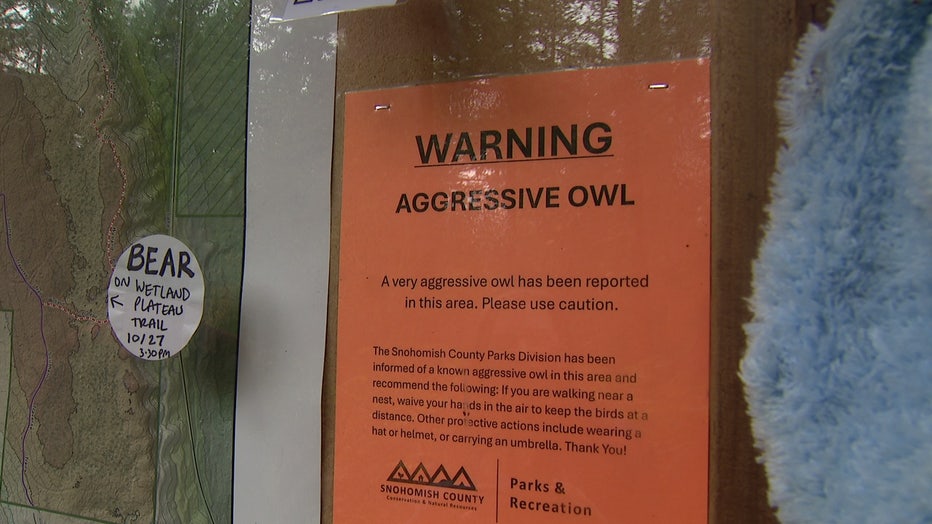 Aggressive owl warning Woodinville