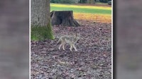 Seattle man, dogs stalked by coyote in Volunteer Park