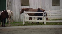 Livestock owners rush animals to WA fairgrounds as river floods