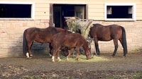 Equine Herpesvirus outbreak impacting some WA horse owners