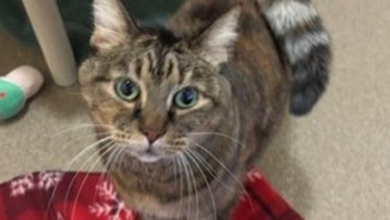 Everett, WA animal shelter evacuating due to risk of flooding from rising Snohomish River