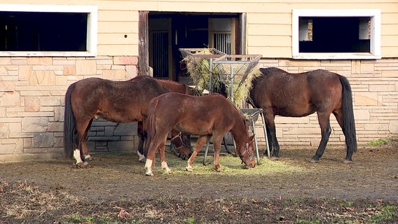 Equine Herpesvirus outbreak impacting some WA horse owners