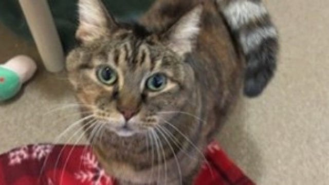 Everett, WA animal shelter evacuating due to risk of flooding from rising Snohomish River