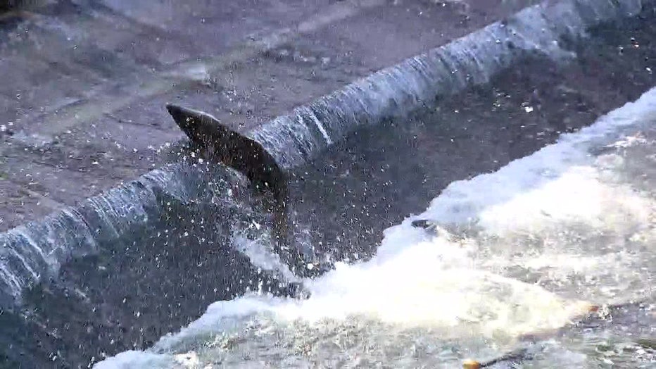 WA flooding salmon impacts