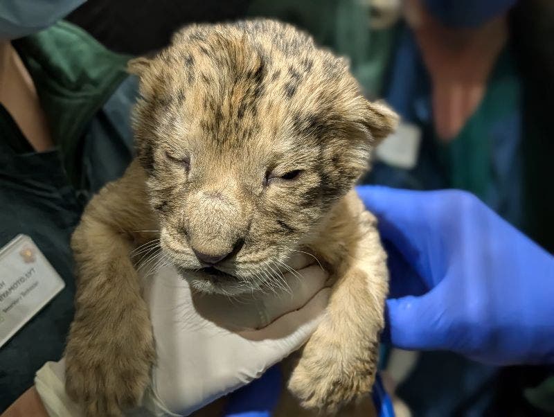 Seattle's Woodland Park Zoo celebrates birth of 2 African lions
