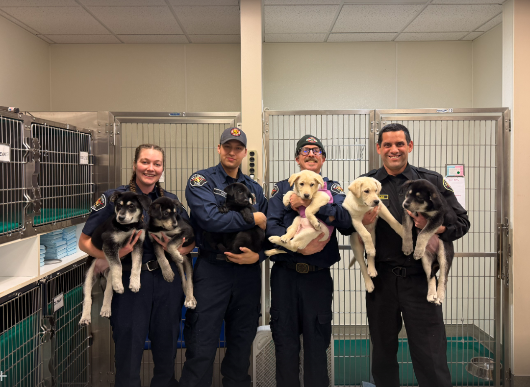 Puppies revived after possible fentanyl exposure in Gold Bar, WA