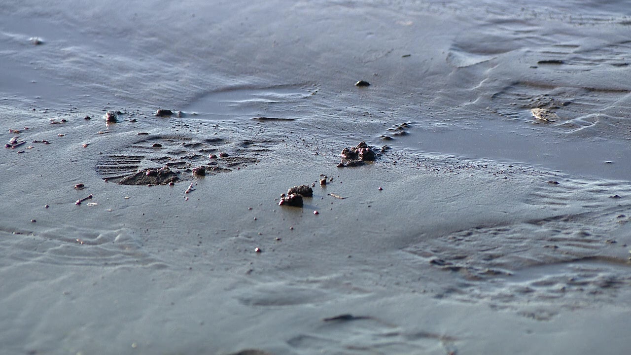 'Severed feet', sneakers and the Salish Sea: The truth behind a viral mystery