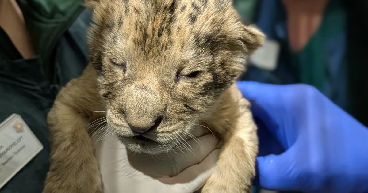 Seattle's Woodland Park Zoo celebrates birth of 2 African lions