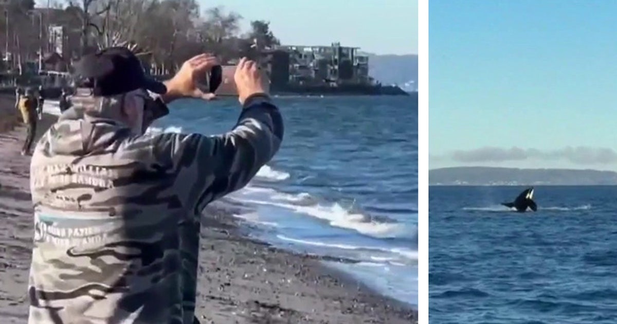 Bigg's killer whales spotted hunting near West Seattle