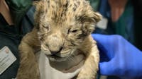 Seattle's Woodland Park Zoo celebrates birth of 2 African lions