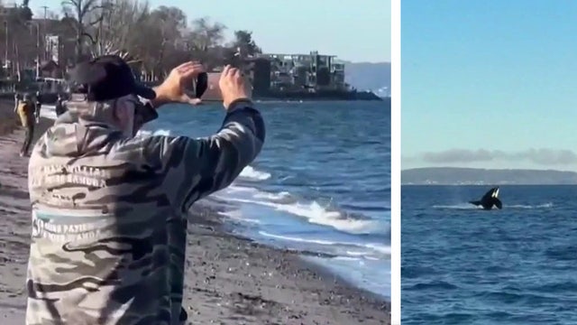 Bigg's killer whales spotted hunting near West Seattle