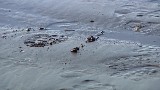 'Severed feet', sneakers and the Salish Sea: The truth behind a viral mystery