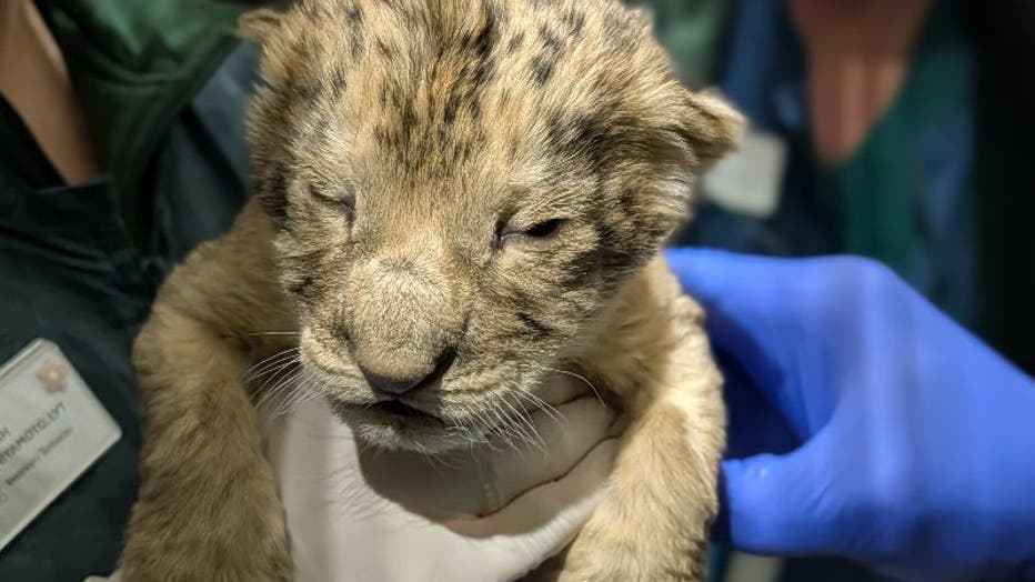lion cub from the woodland park zoo