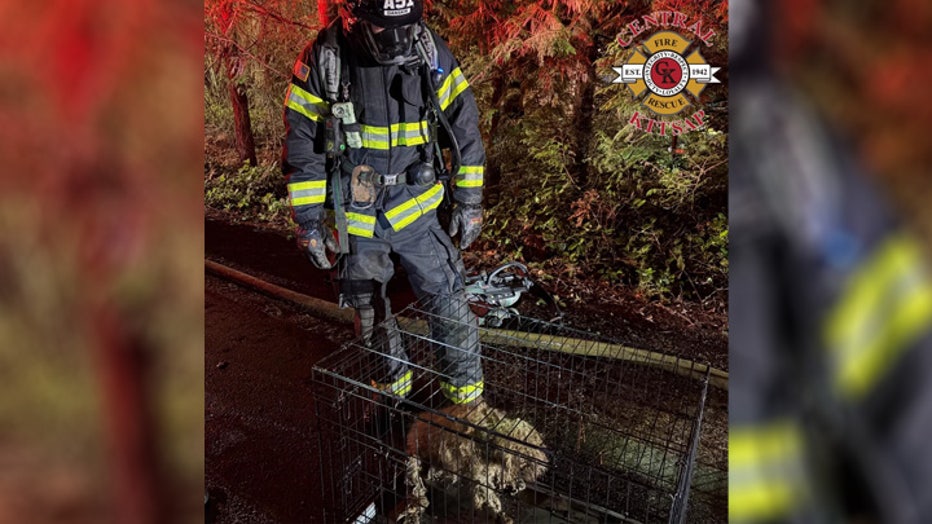 Warning: This story contains sensitive information about the deaths of animals. Approximately 40 dogs died after a Poulsbo house caught fire early Friday morning. Firefighters rescued three dogs, which were turned over to Kitsap Animal Control for care. The Kitsap County Fire Marshal is investigating the cause of the fire.