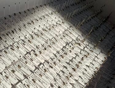 University of Washington identifies 8 new bee species in Washington