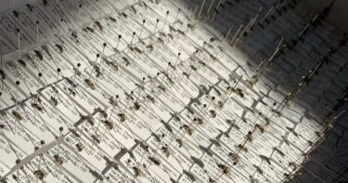 University of Washington identifies 8 new bee species in Washington