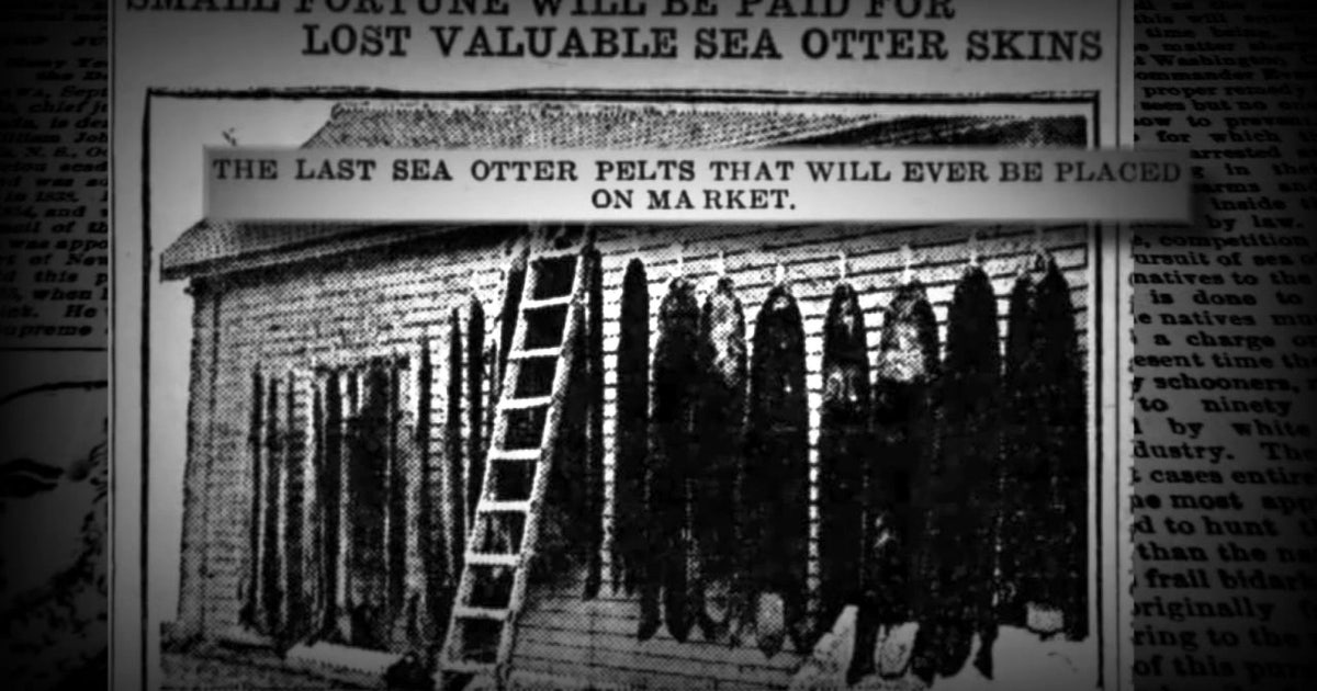 'Soft Gold': The maritime fur trade that wiped out Washington’s sea otters