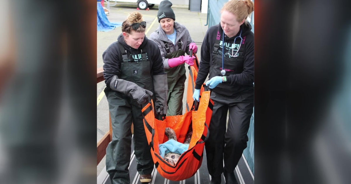 ‘This is just cruel’: Harbor seal shot in head, now fighting to survive