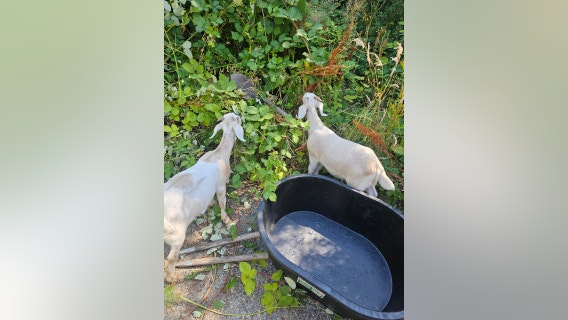 King County, WA couple needs help finding missing goats after burglary