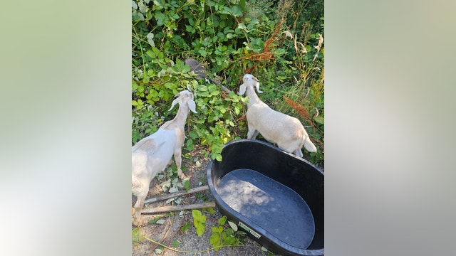 King County, WA couple needs help finding missing goats after burglary