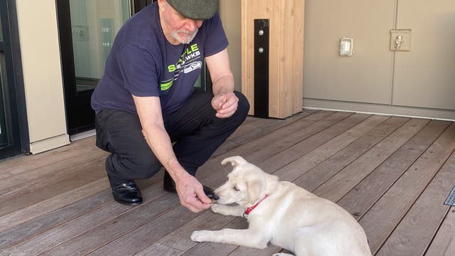 'Lucky' WA pup adopted after being rescued from fentanyl overdose