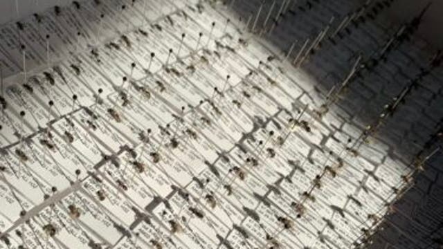 University of Washington identifies 8 new bee species in Washington