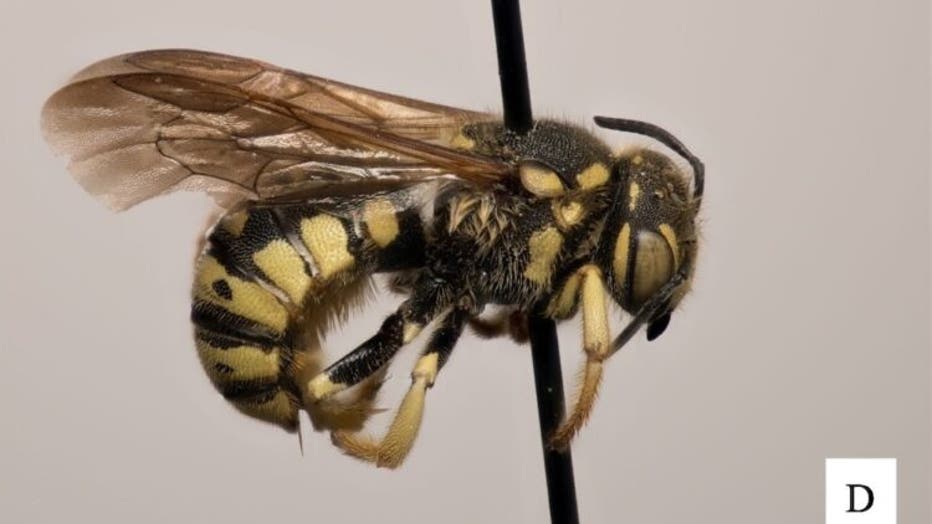 Dianthidium singulare Bee