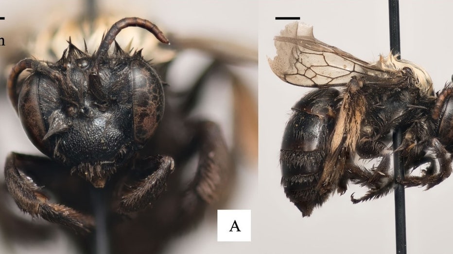 Melissodes Nigracauda Bee