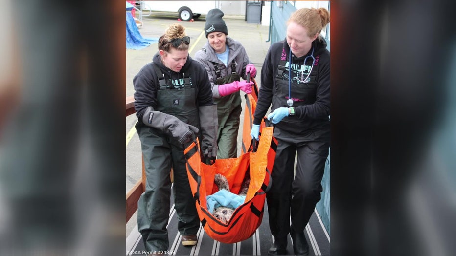 Seal Shot Rescue Hood Canal