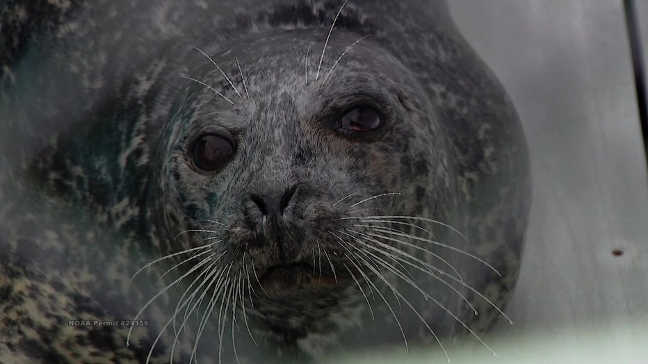 Seal Shot In Head