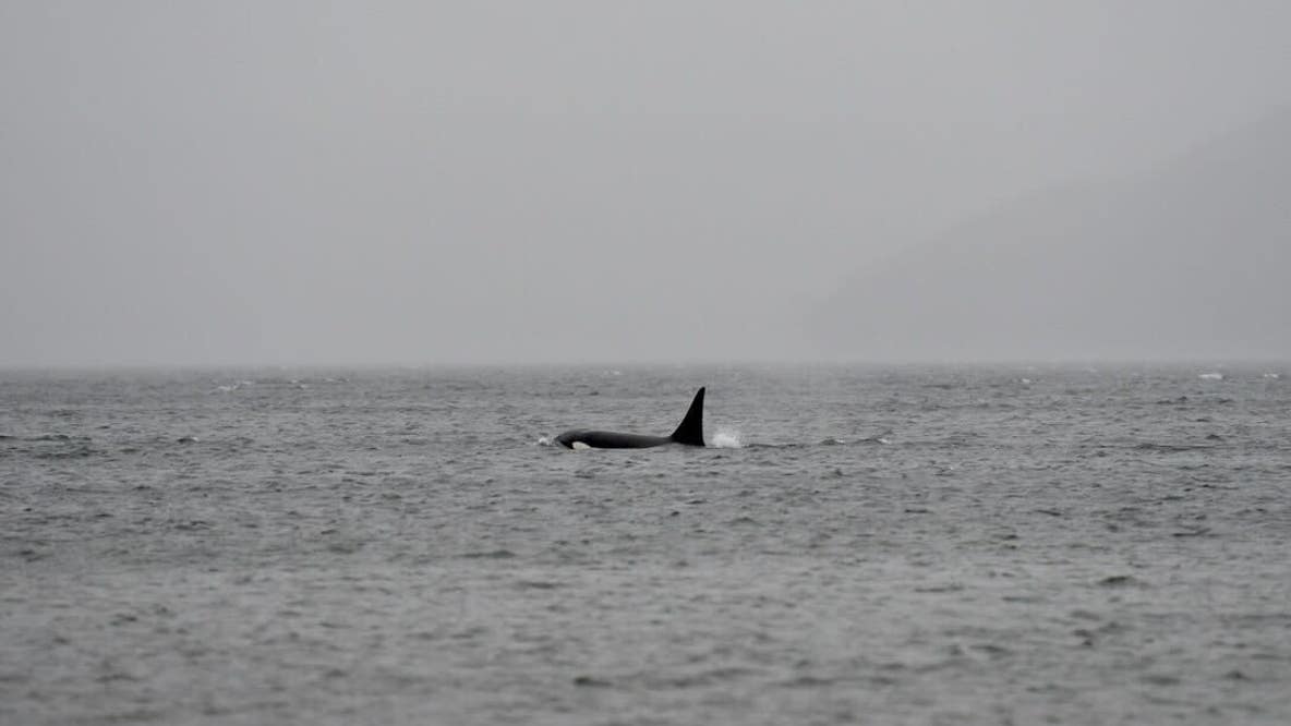 WA co-leads 21-state coalition challenging new rules under Endangered Species Act