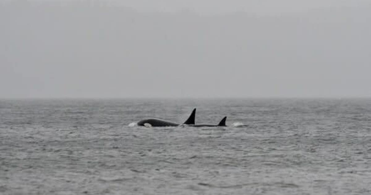 Mystery orcas in Puget Sound: Where did they come from?
