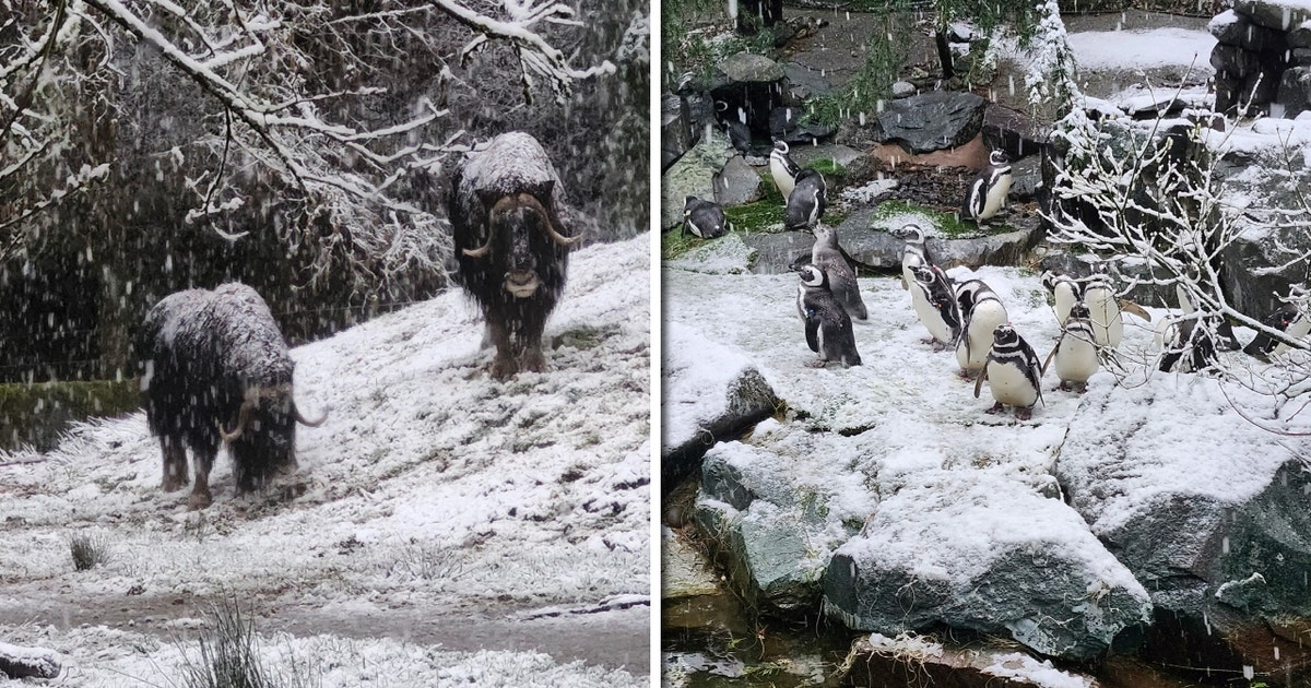 Tacoma, WA zoo animals enjoy snow day, Point Defiance Zoo closes for day
