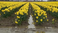 Floodwaters swamp Skagit Valley farmland as tulip season nears