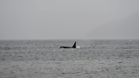WA co-leads 21-state coalition challenging new rules under Endangered Species Act