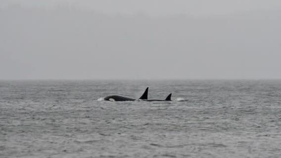Mystery orcas in WA Puget Sound: Where did they come from?