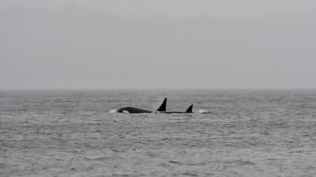 Mystery orcas in WA Puget Sound: Where did they come from?